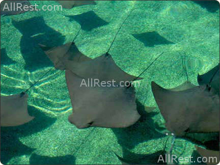 Atlantis Paradise Island Resort 99